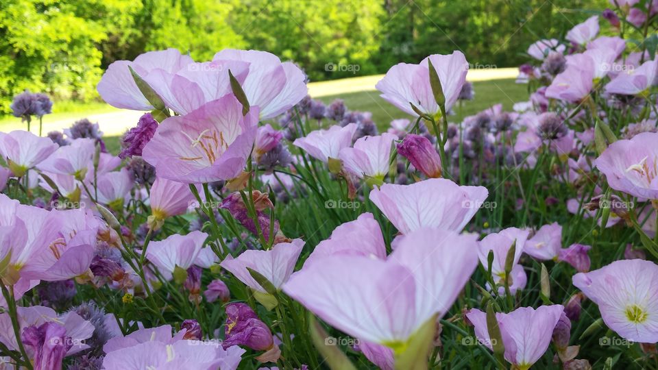 Spring flower party begins