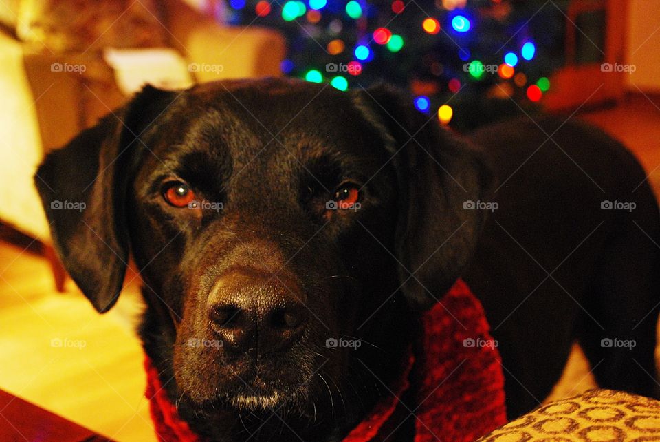 Ruby, Canine Protector of the Christmas tree and peanut butter enthusiast 💙