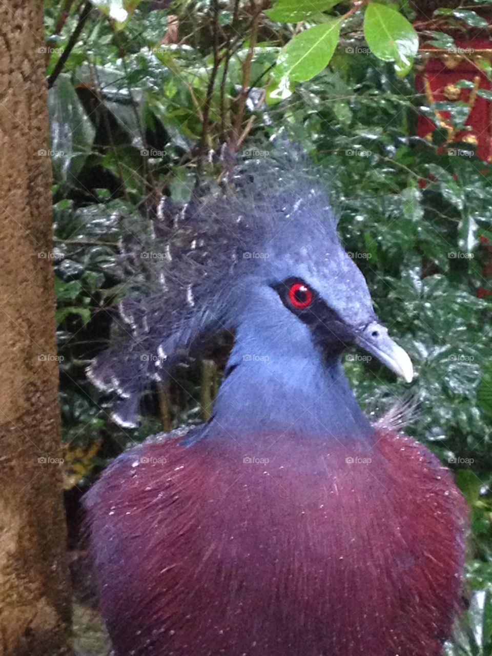 Victoria Crowned Pigeon. Ornithology