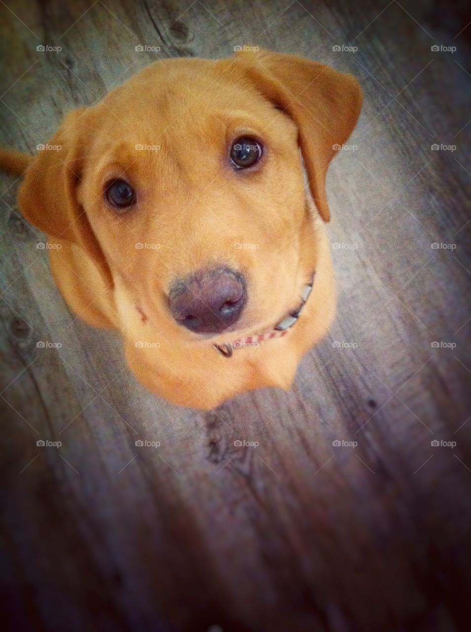 Cute puppy . Labrador puppy looking up at you