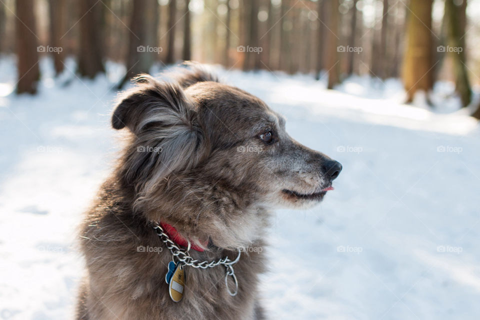 Close-up of dog on snowy landscape