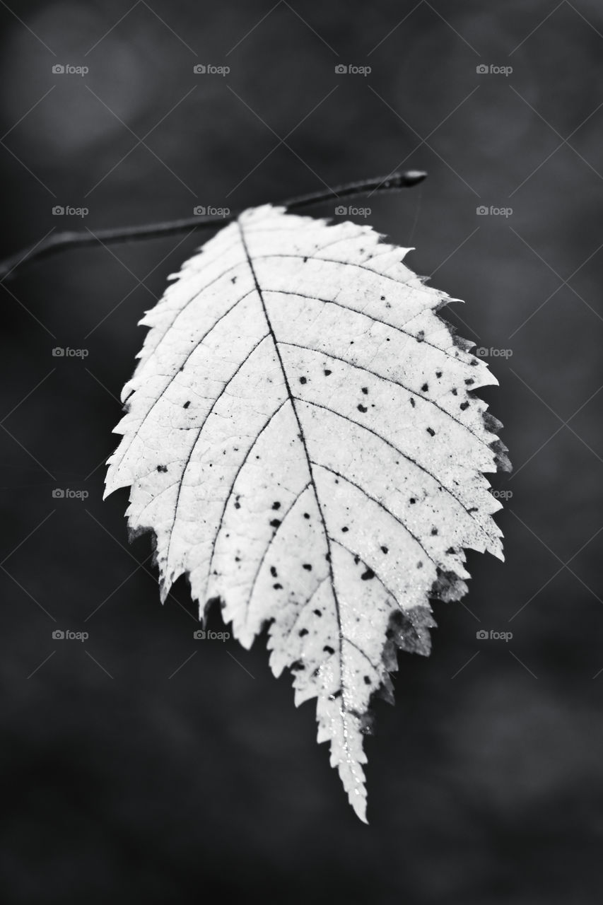 Leaf in the forest