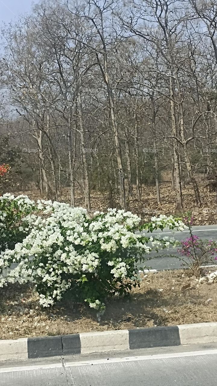 road side view tall trees without leaves