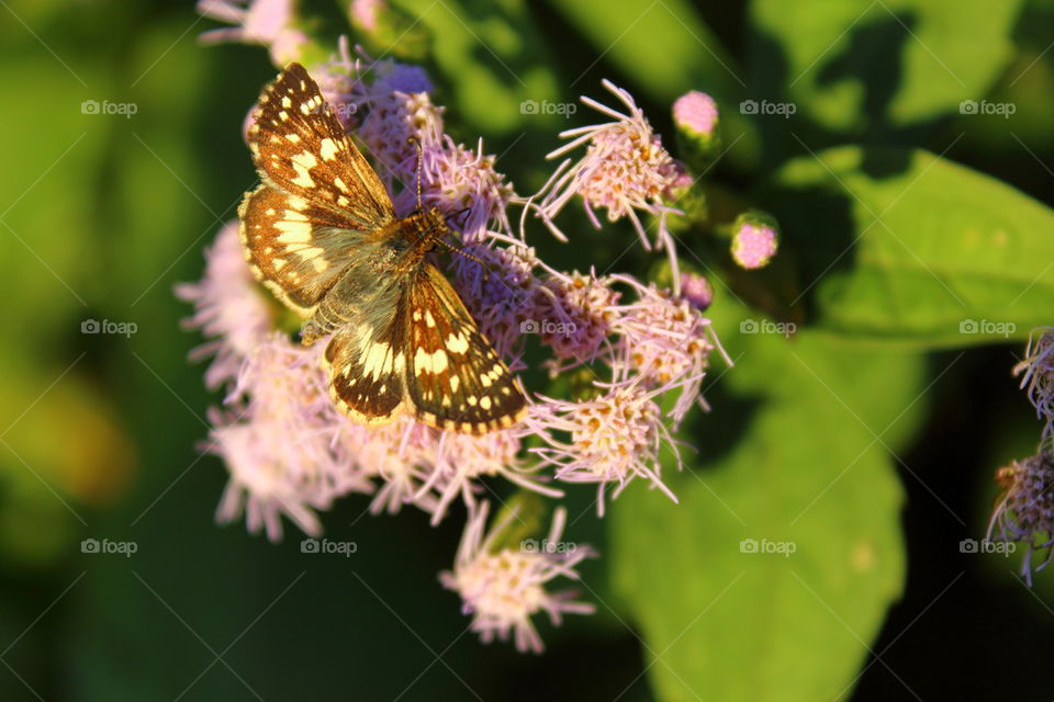 butterfly up flower