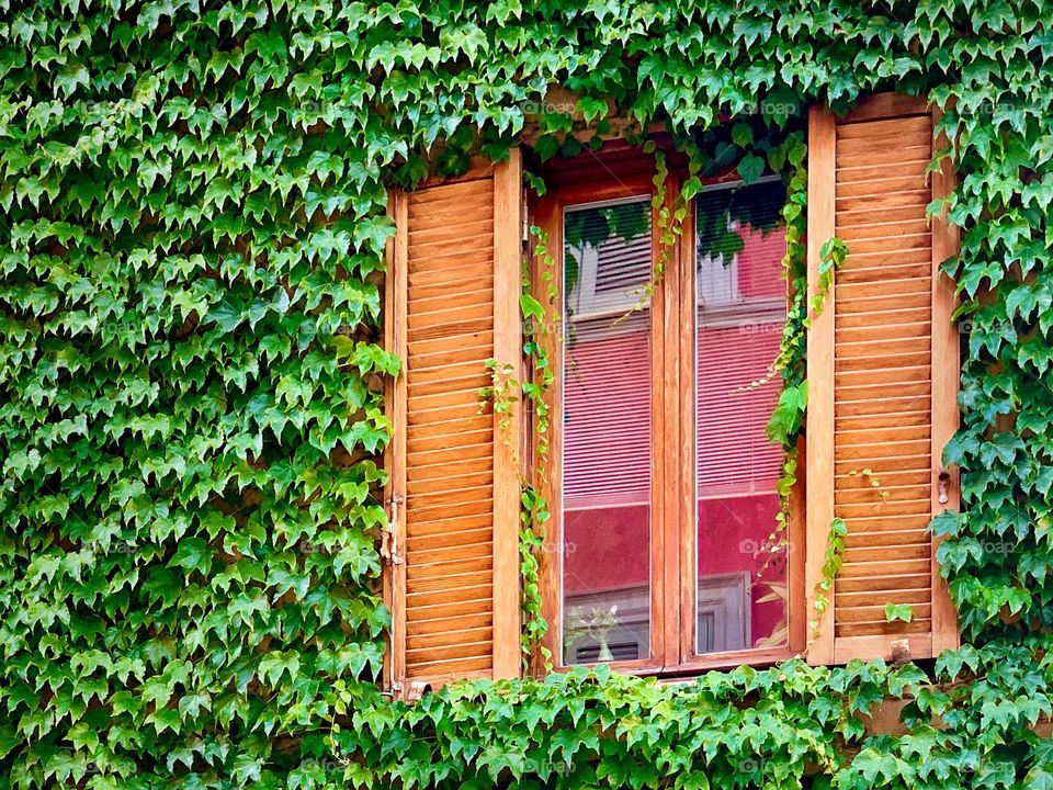 Leafs on the wall