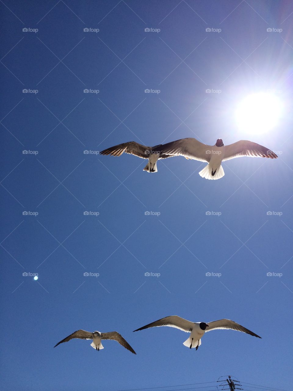 Seagull at Kill Devil Hills North Carolina Beach