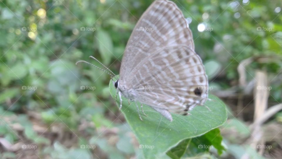 A small butterfly perched on a leaf
