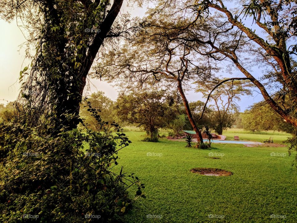 Tree, Landscape, Nature, Wood, No Person
