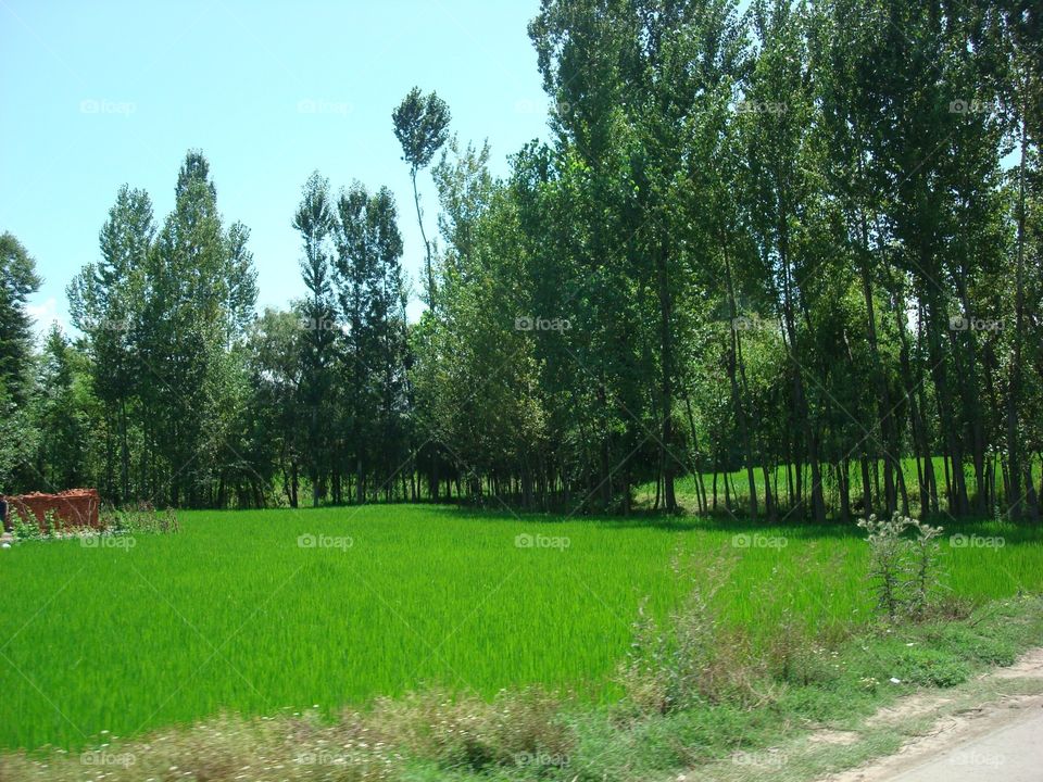 Beautiful green trees 🌲