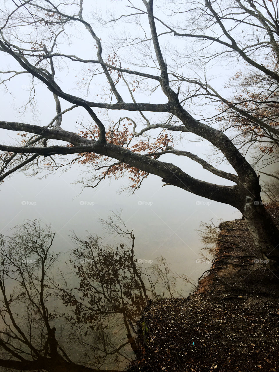 Mirror reflections of tree branches on the smooth glassy surface of the water at a lake in North Carolina on a foggy morning during winter 