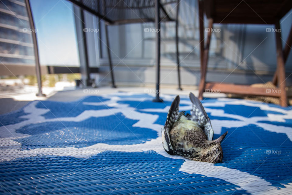 Poor bird. The rise of condo buildings make it dangerous for flying birds.