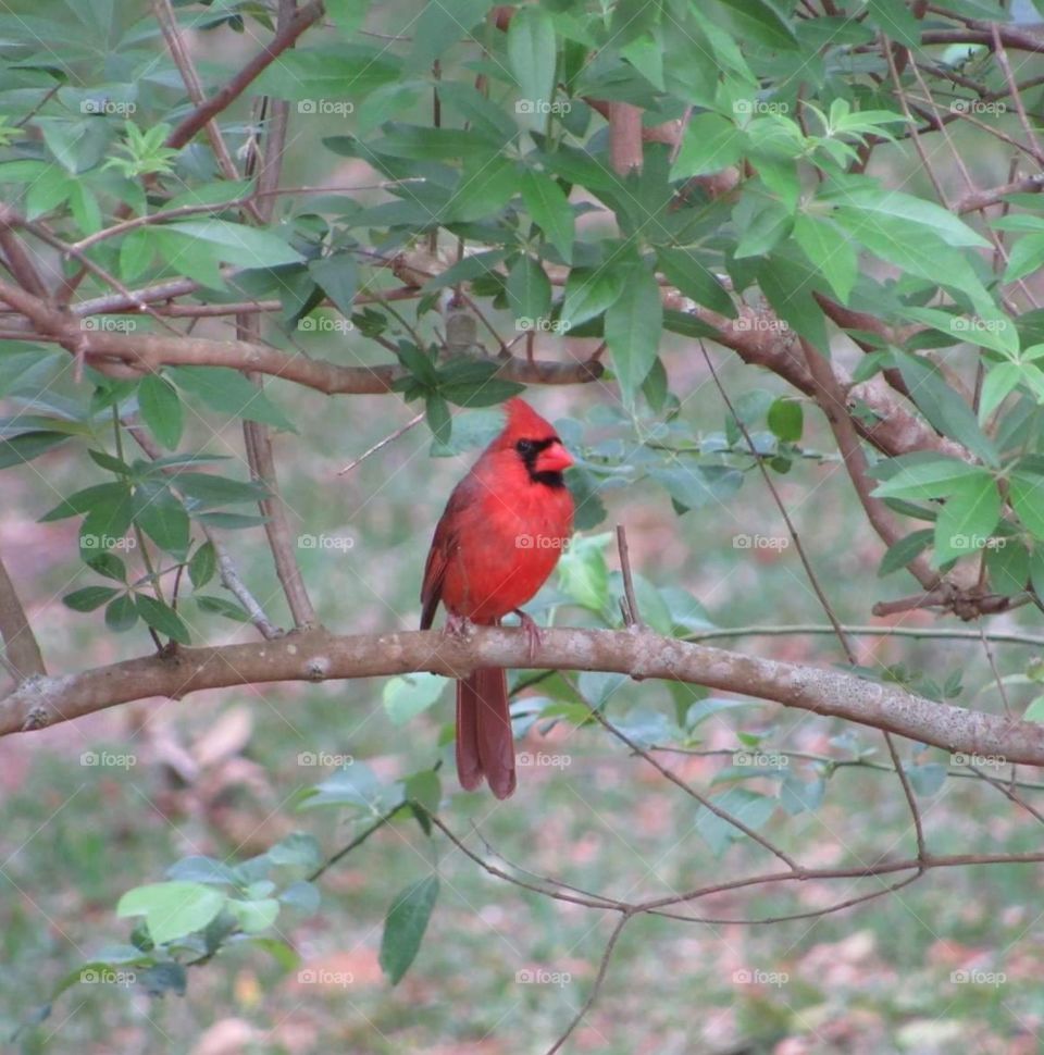 cardinal birf