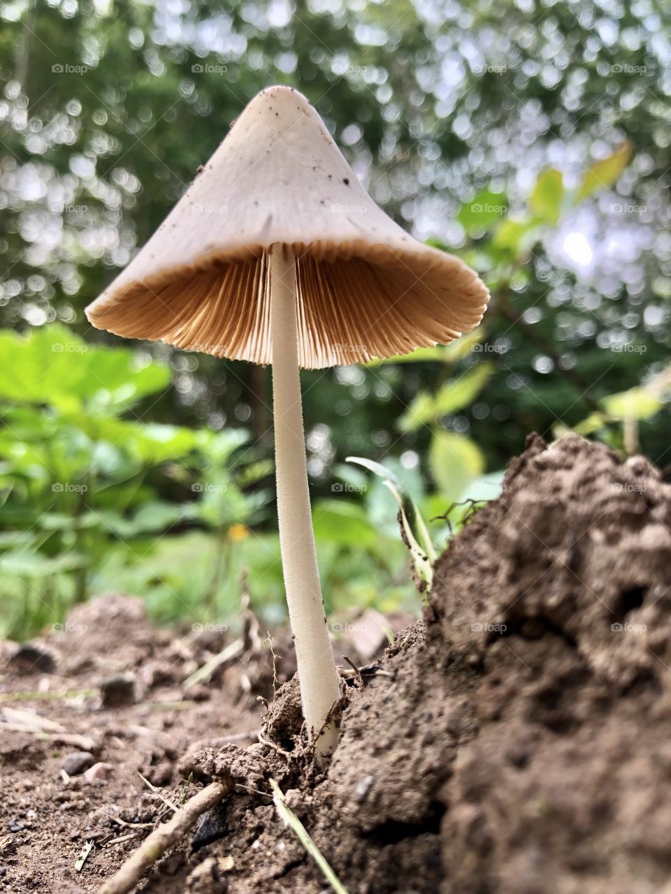 Milky Conecap Mushroom