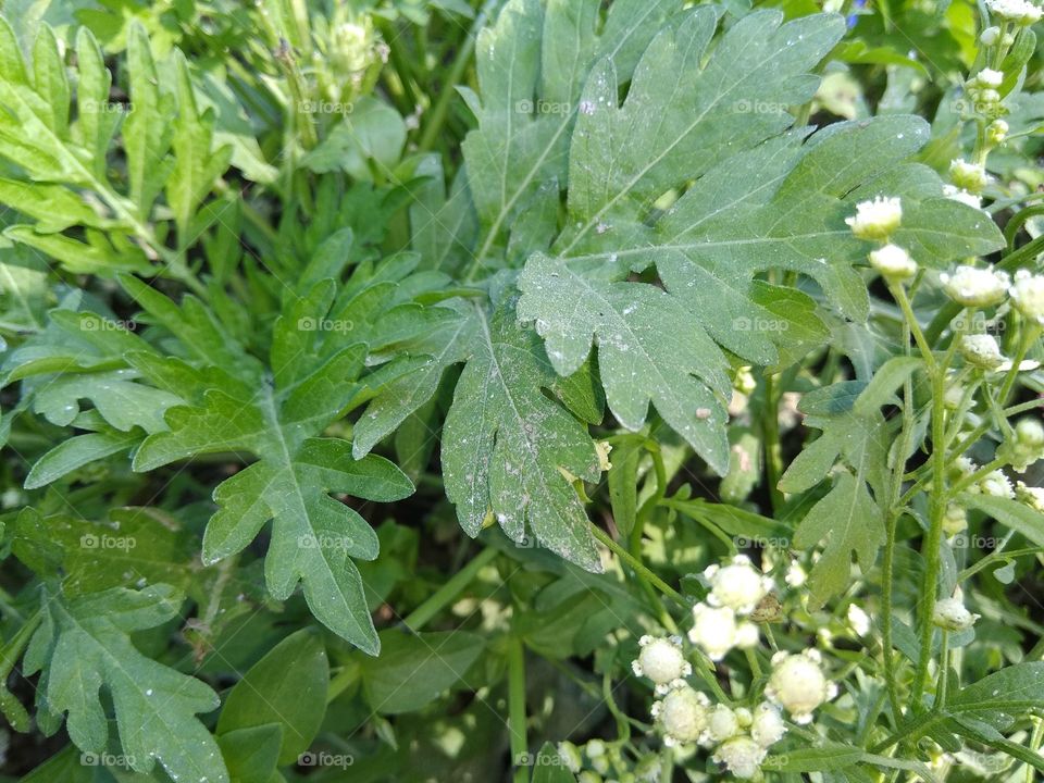 nature pictures from my garden