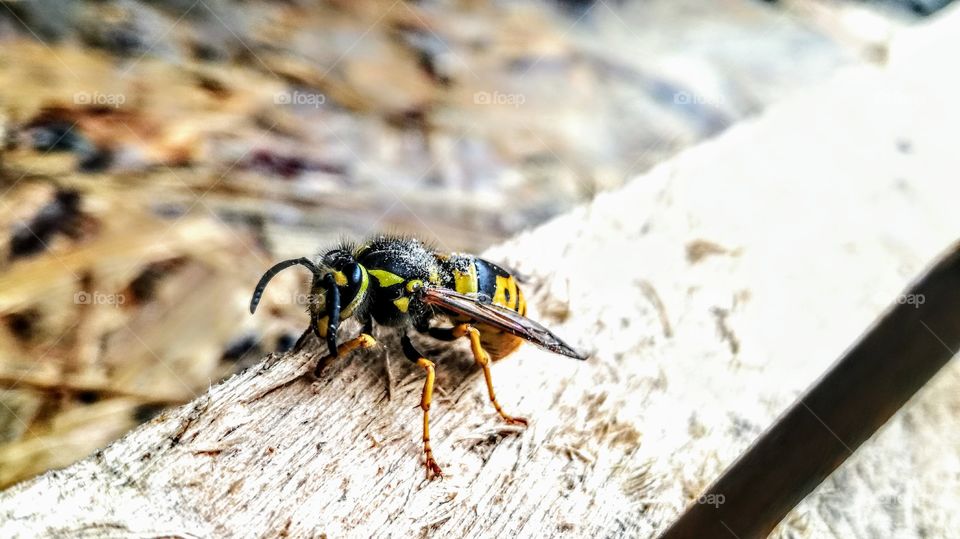 bee animal fly nature macro