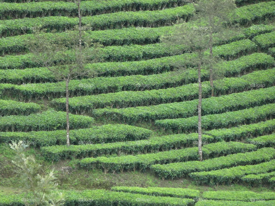 tea field in Kerala
