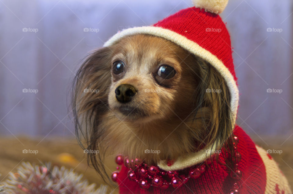 a dog dressed in a New Year's cap and a sweater