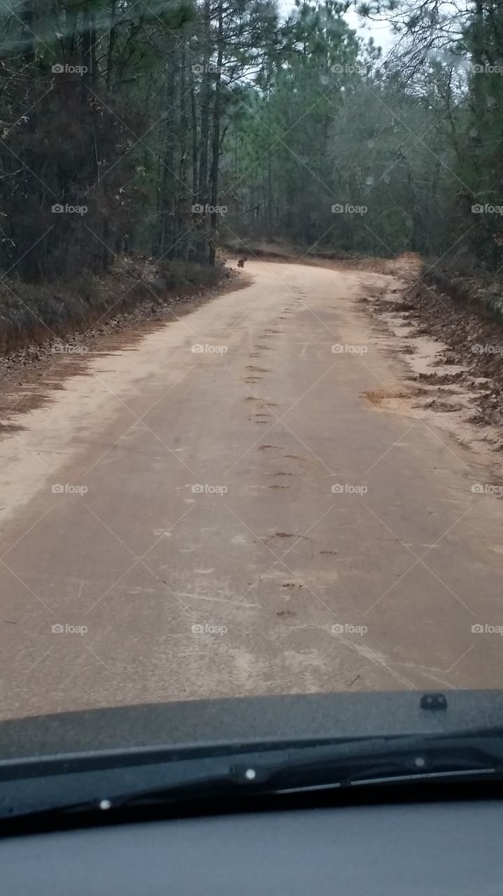 Paw prints down the road