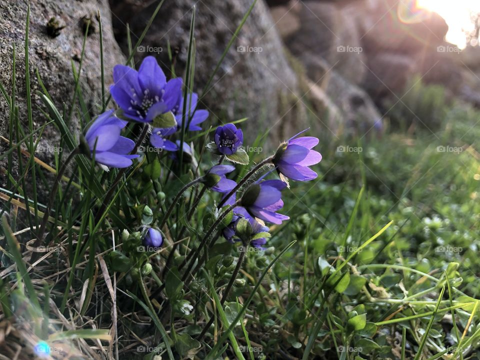 Hepatica