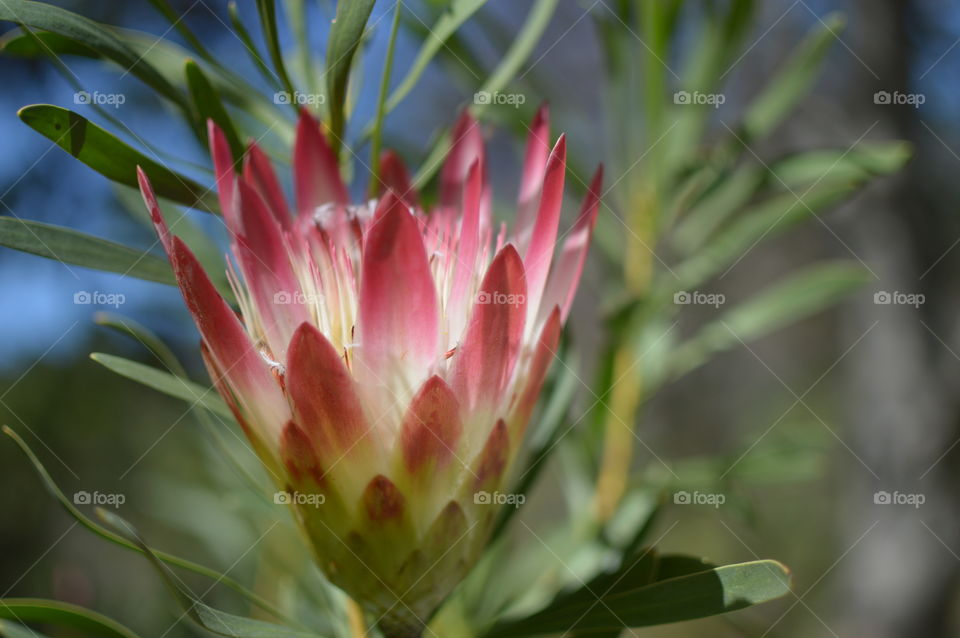 A stunning pink protea flower bursting with life.