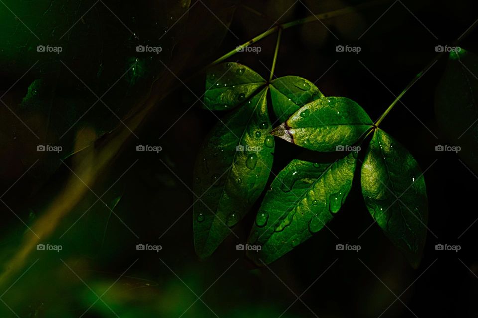 Green background of plant 