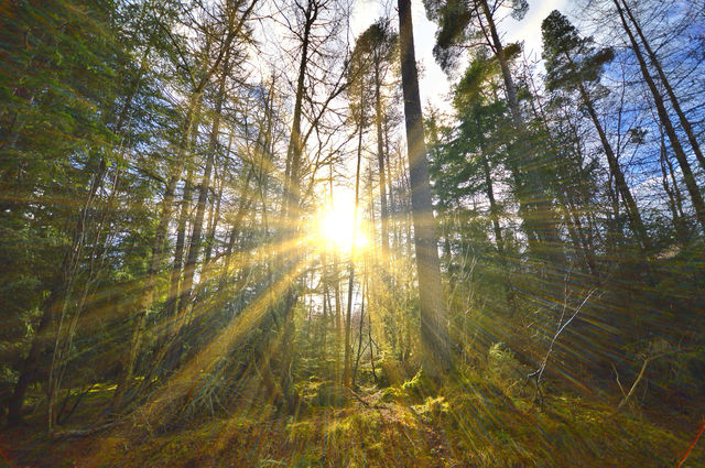 Sun rays through the forrest