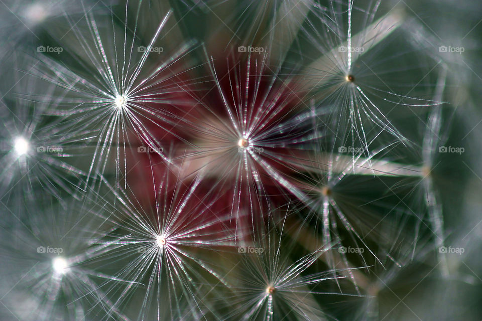 Dandelion Seed Head
Dandelion full seed head with blurred natural background.