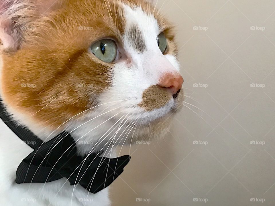 Cat with bow tie and copy space 