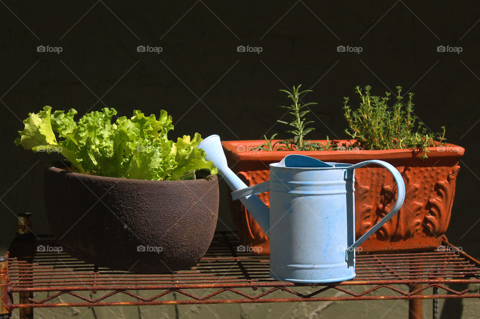 Shot of my baby blue watering can and my baby plants hardening before they can be planted in my garden. There are some herbs;lavender thyme, rosemary, and a vibrant green leaf lettuce.