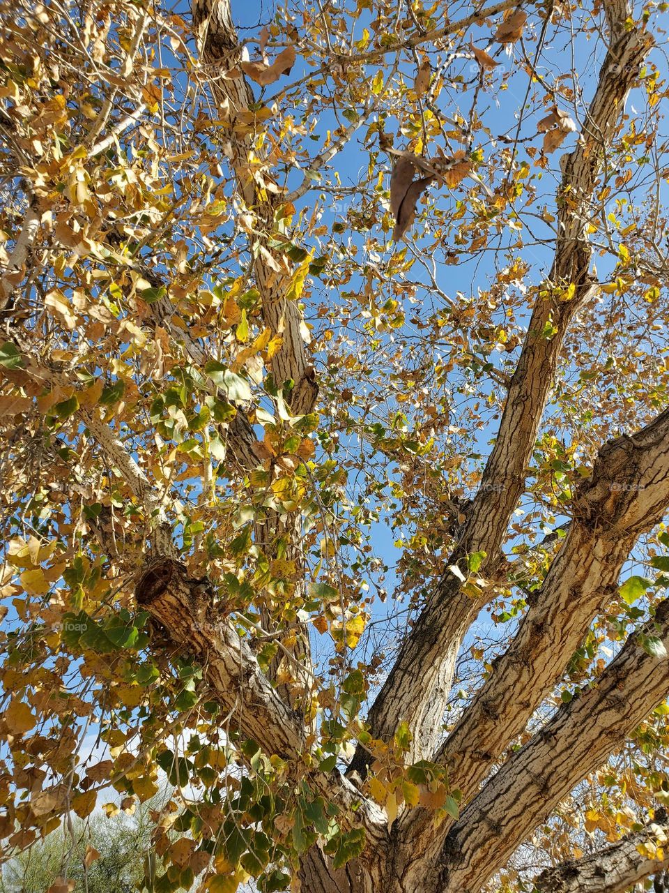 Beautiful Arizona Tree in Winter