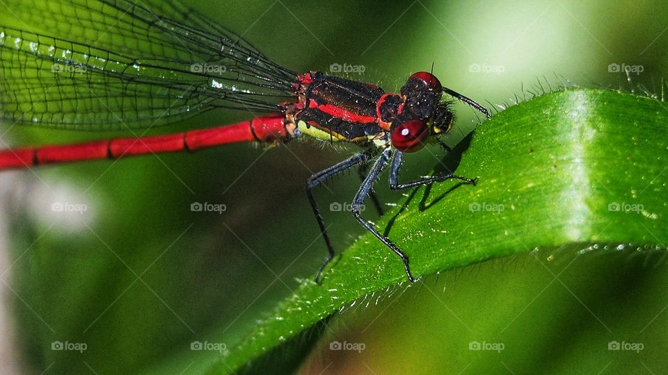 Caballito del Diablo Rojo
