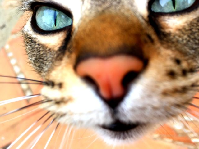 cat