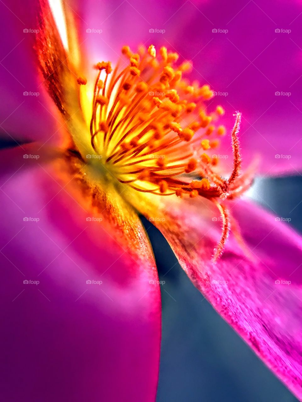 Purslane Bloom - closeup 