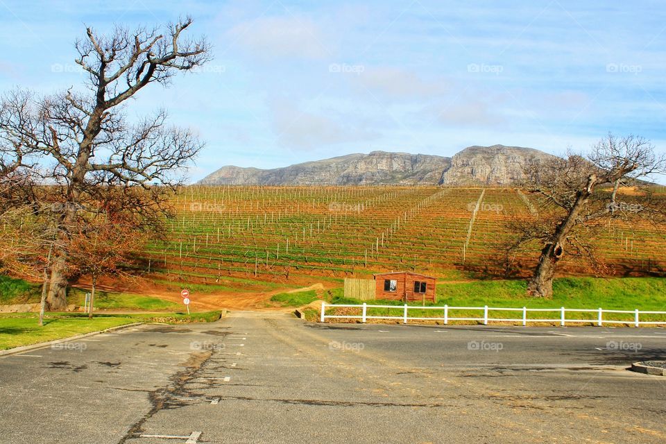 Groot Constancia Winery