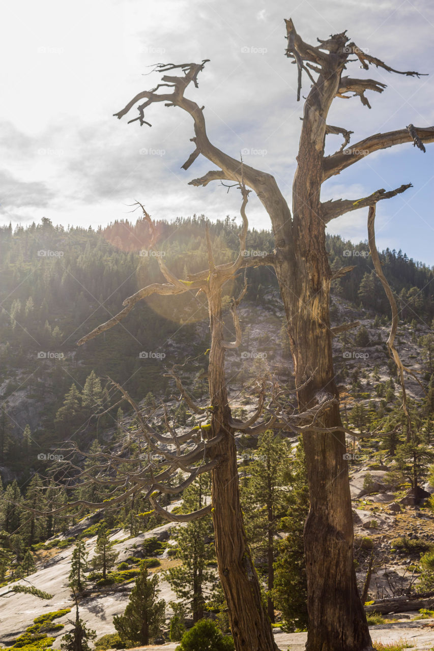 Desolate Tree