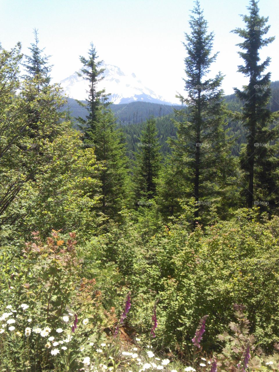 mountain. mt hood forest