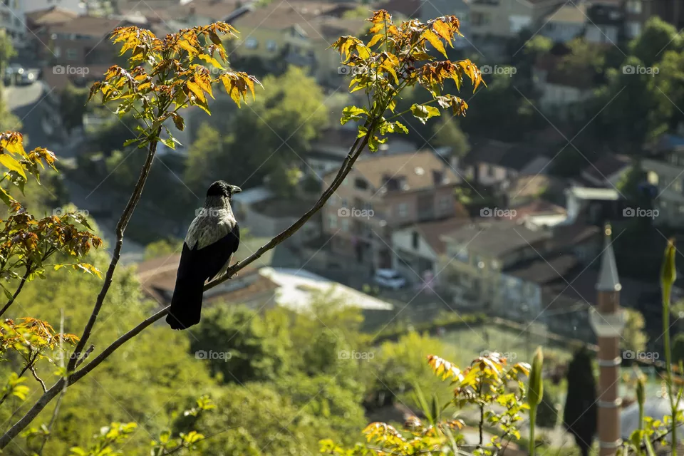 Bird 