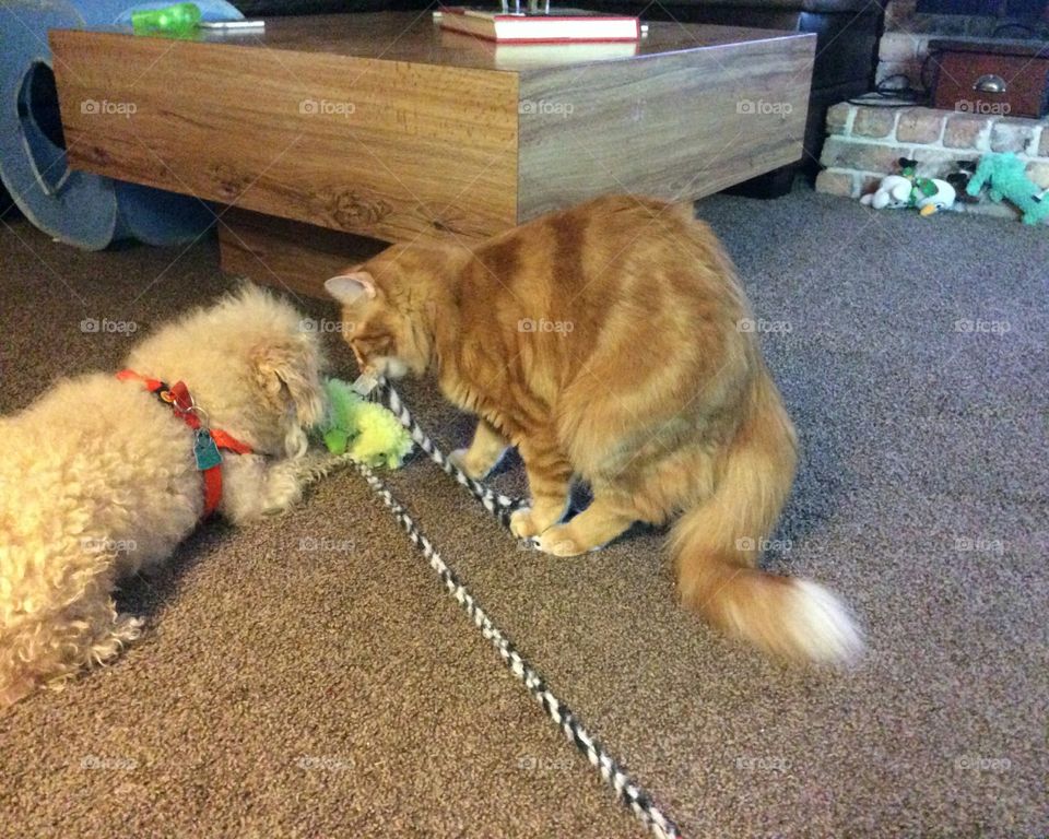 Sharing Toys