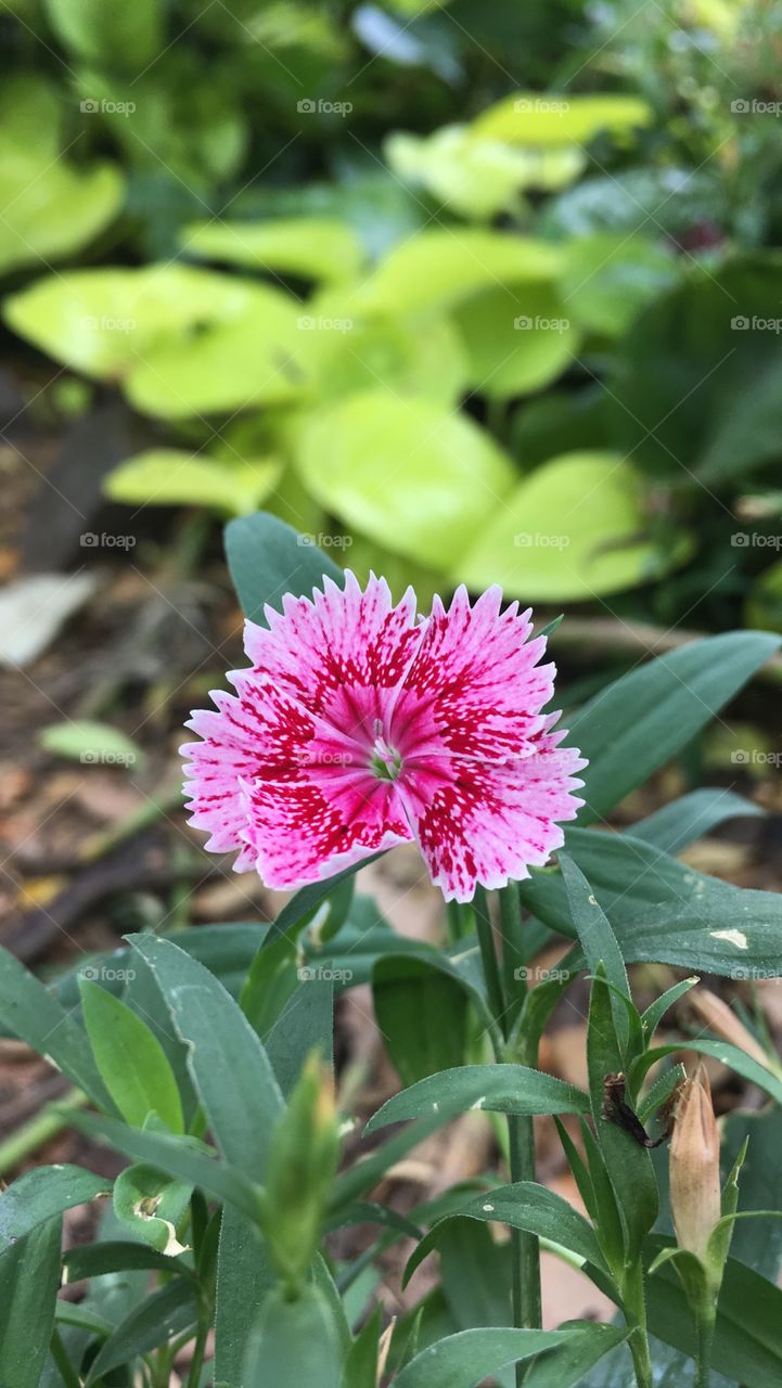 Cute Turkish carnation pink flower 