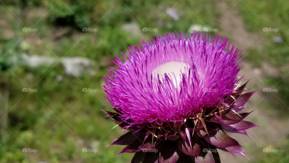 color flowers