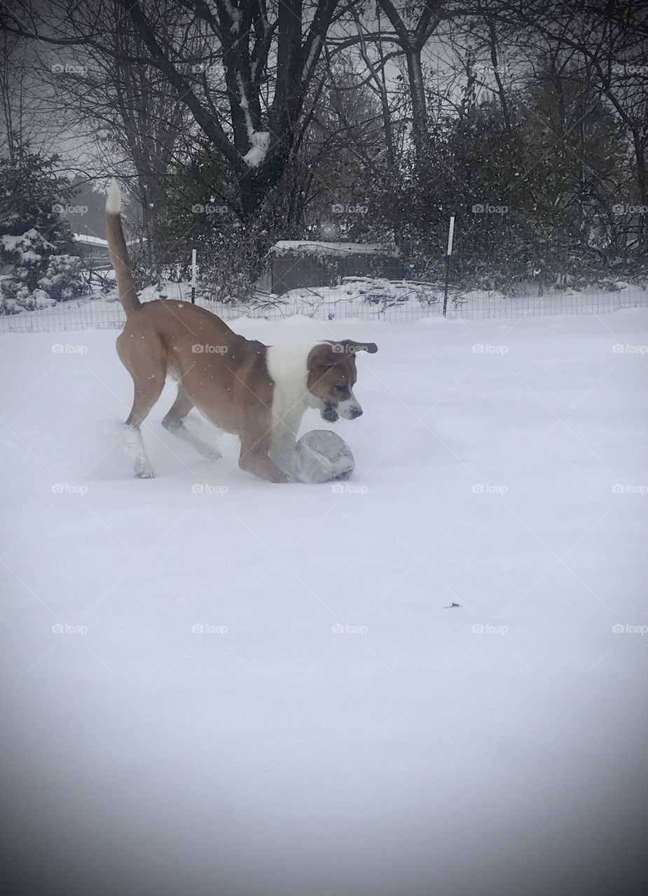 Dog In Action Playing in the Snow With a Ball