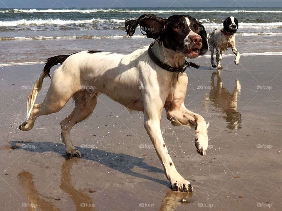 A lovely Spring day for a walk on the beach .. .