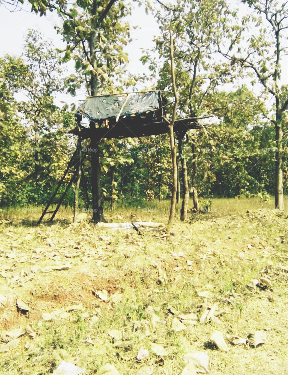 Photographs of scaffolding, high huts for guarding the farm, photos of the huts in the farm for the protection of the crop and self, beautiful photos of the scaffolding, high scaffolding for the forest guard, photos of the Indian scaffolding