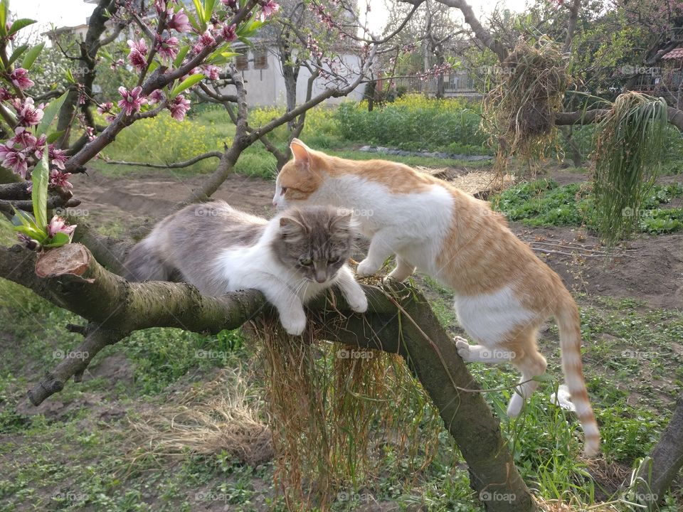 Cats on tree cuddling themselves