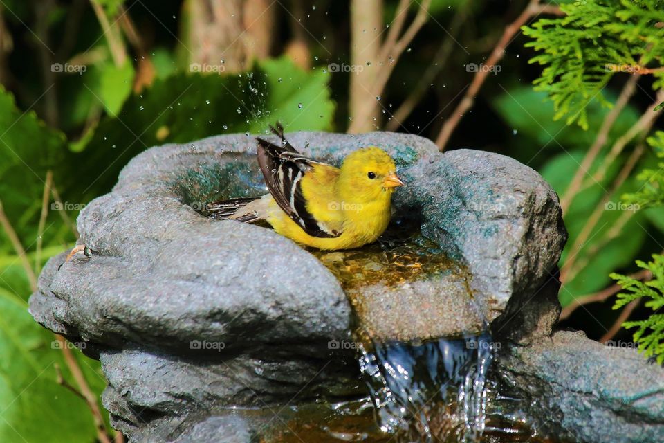 American Goldfinch   take  a  bath
