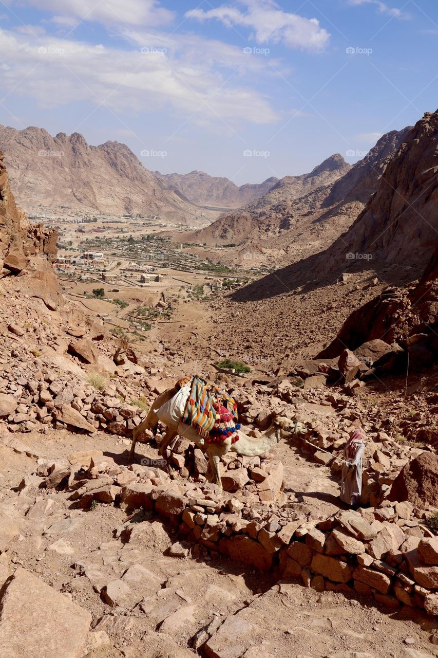 Camel and his owner walking the steep path at Sinai mountains st. Catherine 