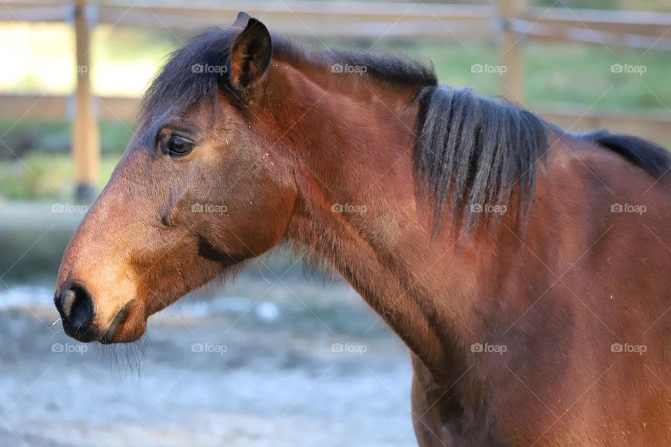 Horse profile 