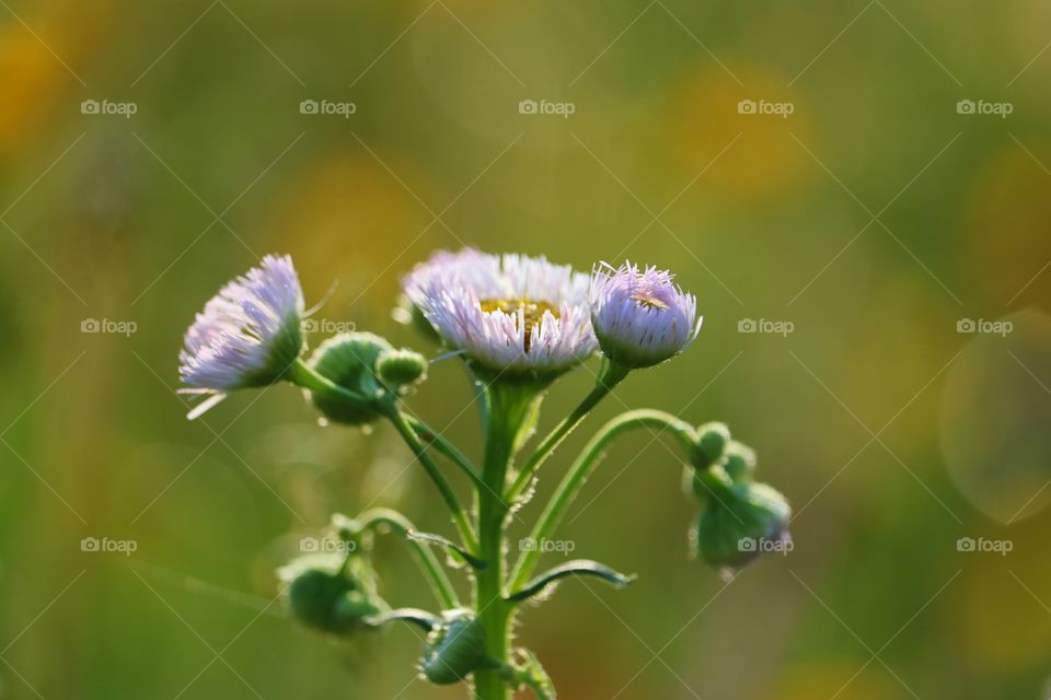 wildflowers at sunrise