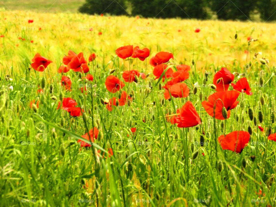 poppies