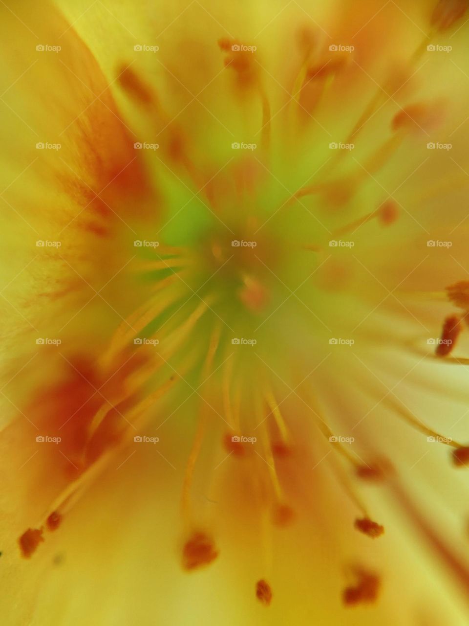 Interval part of the flower